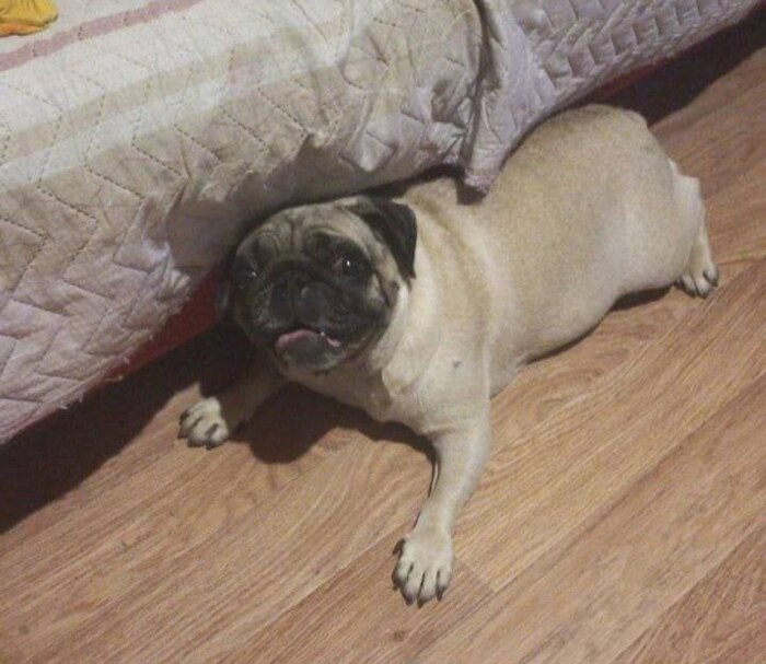 Найдена собака, мопс! Сергиев Посад