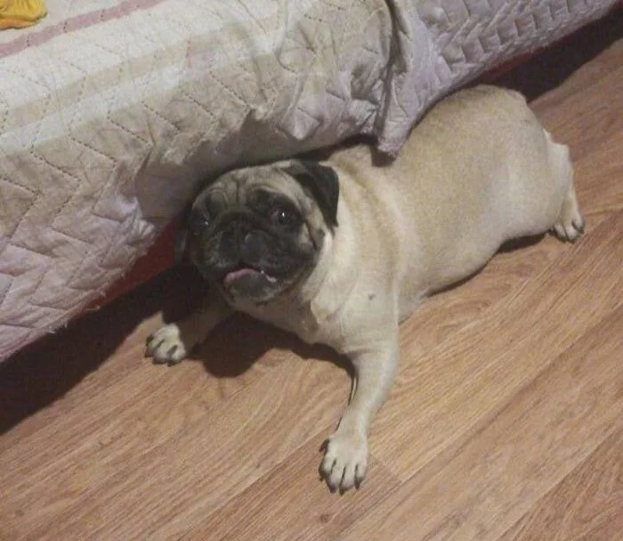 Found dog, pug! Sergiev Posad - Dog, Pug, Found a dog, Sergiev Posad, No rating, VKontakte (link)