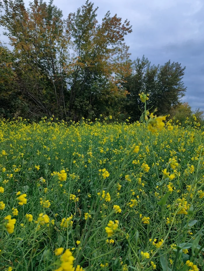 In contrast - My, Autumn, Sky, Mobile photography, Brightness