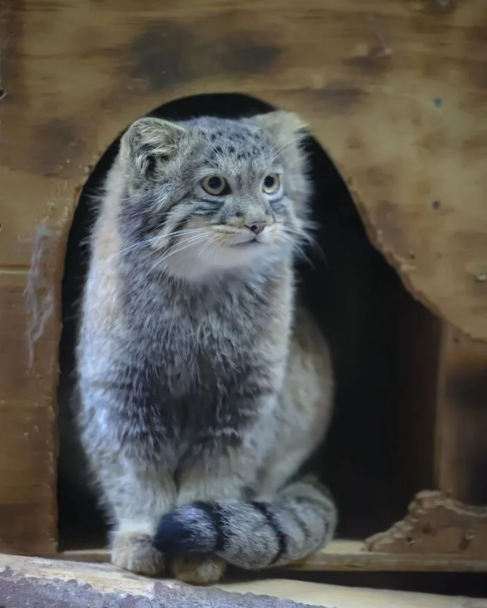 Good morning with Kukish - Predatory animals, Wild animals, Cat family, Pallas' cat, Zoo, Small cats, The photo, Young