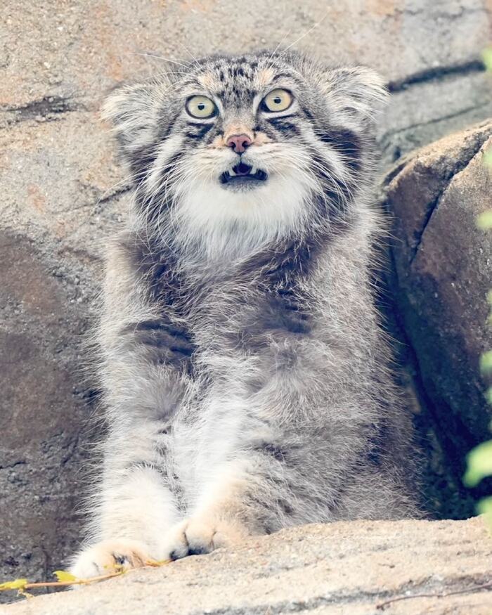 What do you mean there won't be brunch!? - Predatory animals, Wild animals, Cat family, Pallas' cat, Zoo, Small cats, The photo