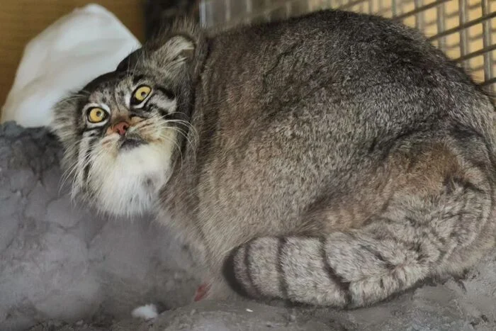 What gifts have you brought me, two-legged one? - Predatory animals, Wild animals, Cat family, Pallas' cat, Zoo, Small cats, The photo