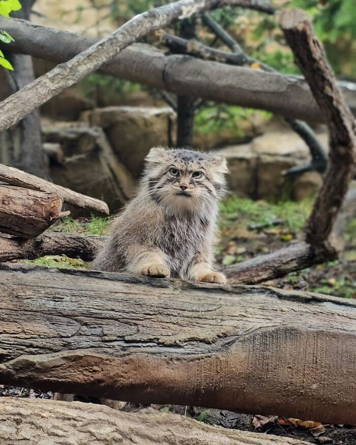 Put your lunch here - Predatory animals, Wild animals, Cat family, Pallas' cat, Zoo, The photo, Small cats