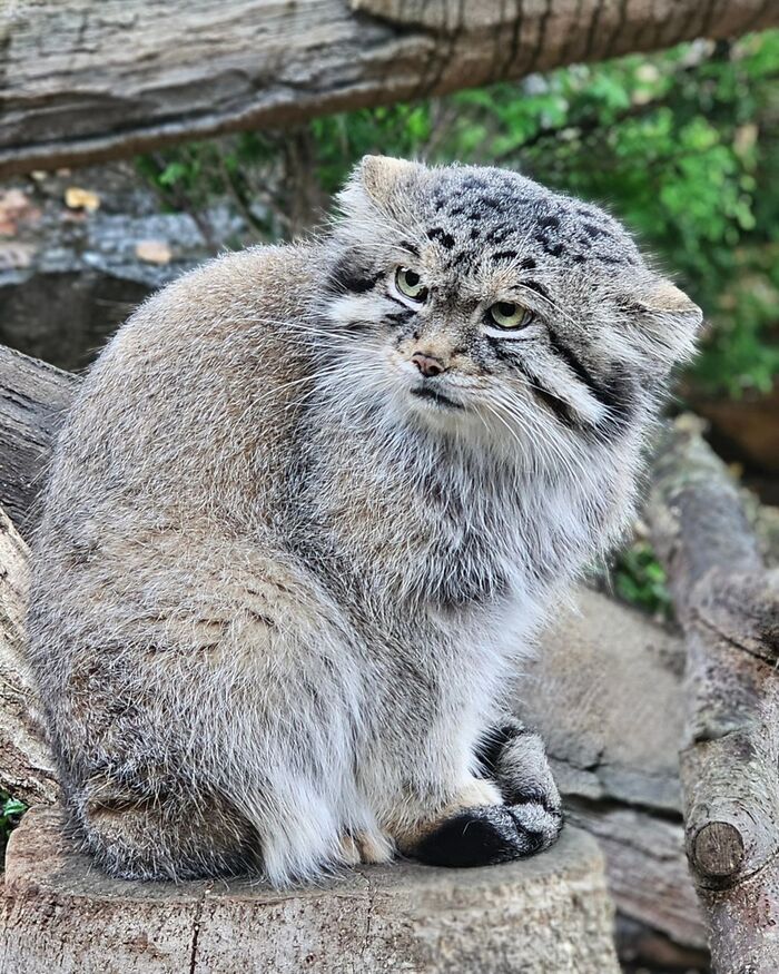 A nasty woman offends me - Predatory animals, Wild animals, Cat family, Pallas' cat, Zoo, Small cats, The photo