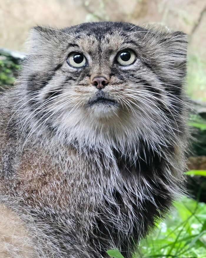 Polly-chan - Predatory animals, Wild animals, Cat family, Pallas' cat, Zoo, Small cats, The photo