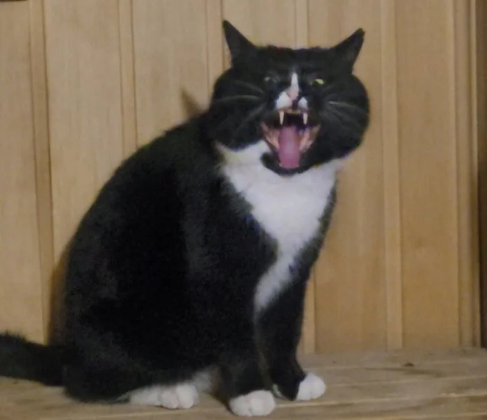 I'll send you my cat, send yours too :) - My, cat, Memes, Longpost