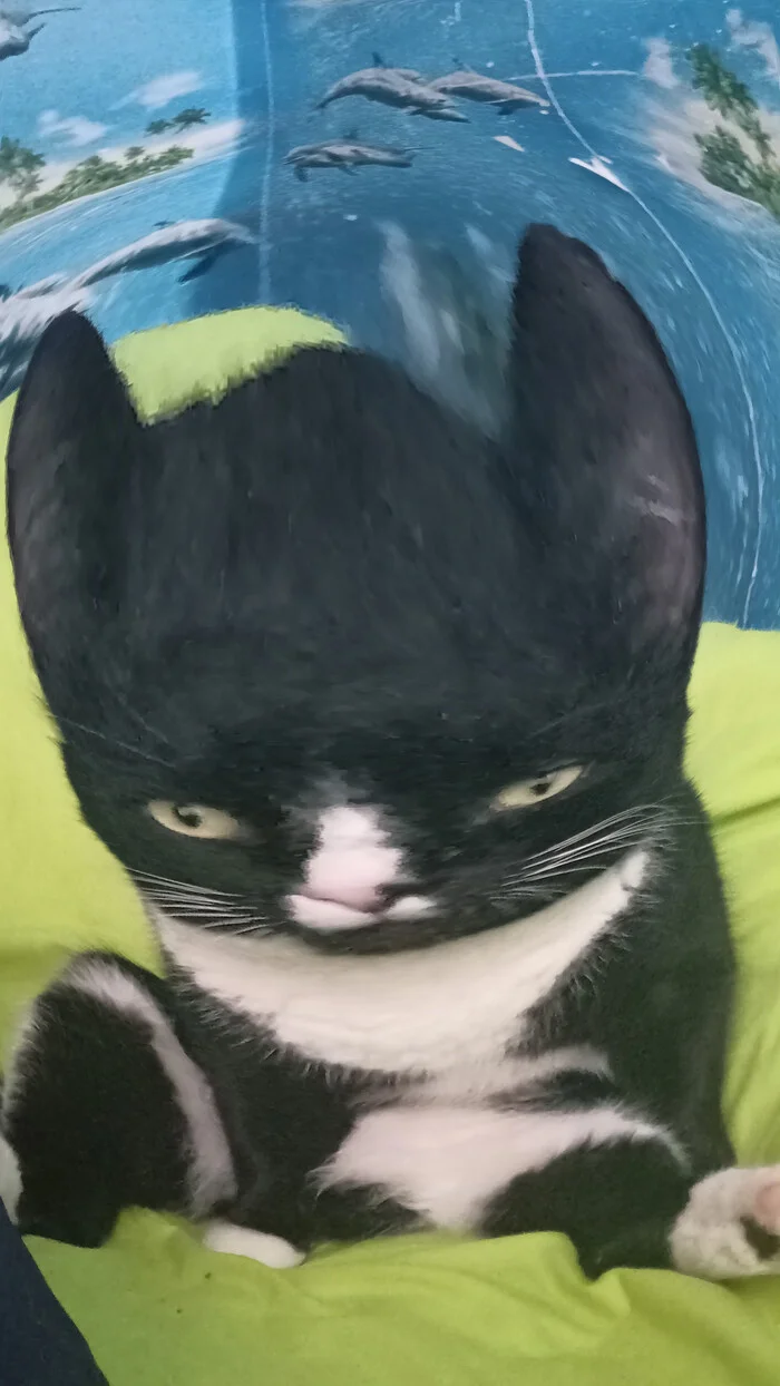 I'll send you my cat, send yours too :) - My, cat, Memes, Longpost