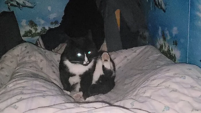 I'll send you my cat, send yours too :) - My, cat, Memes, Longpost