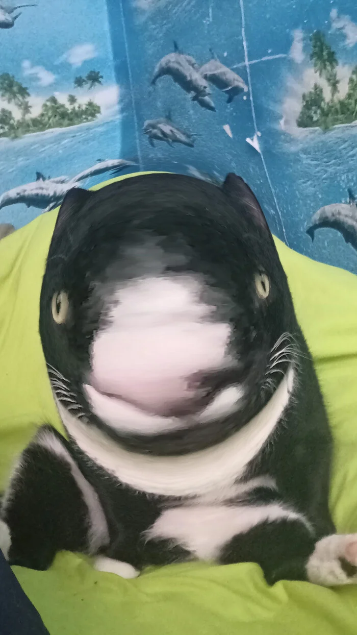 I'll send you my cat, send yours too :) - My, cat, Memes, Longpost