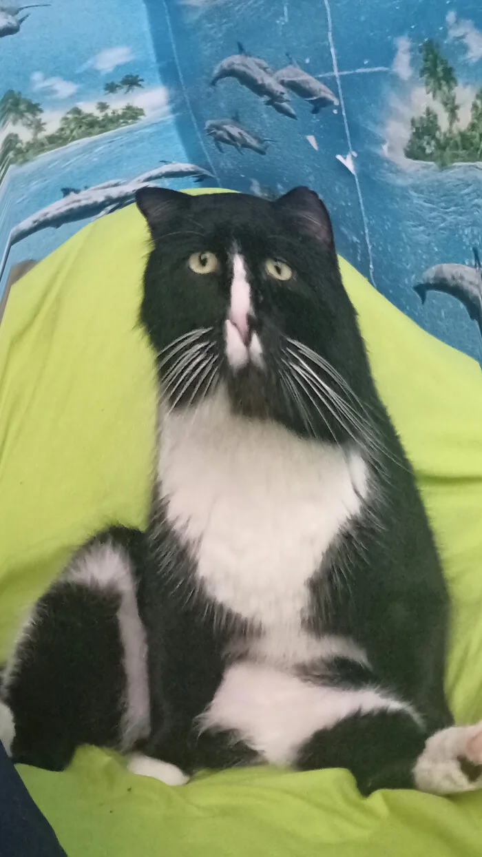 I'll send you my cat, send yours too :) - My, cat, Memes, Longpost