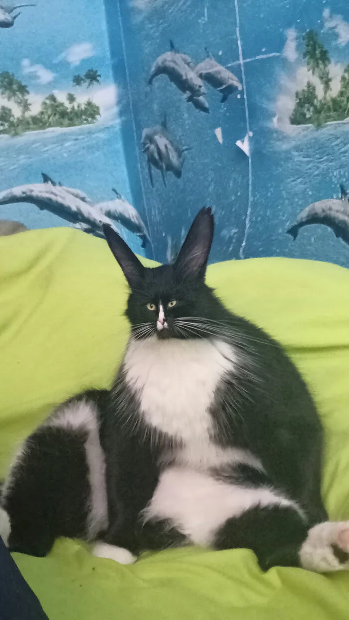 I'll send you my cat, send yours too :) - My, cat, Memes, Longpost