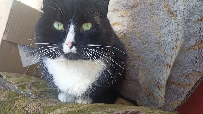 I'll send you my cat, send yours too :) - My, cat, Memes, Longpost