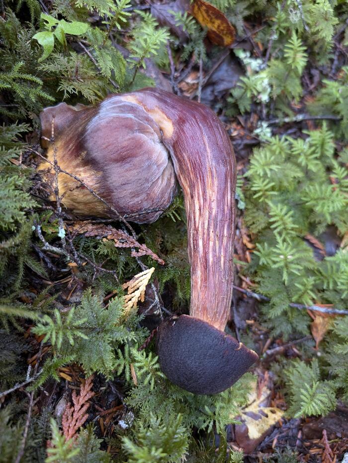 Mushroom season - Mushrooms, Forest, Autumn, Silent hunt, The photo, Mobile photography, Beautiful view