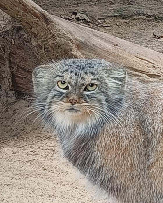 Beauty from sunny Italy - Pallas' cat, Small cats, Cat family, Predatory animals, Wild animals, The photo, Zoo, Instagram (link), YouTube (link), Reddit (link), Longpost