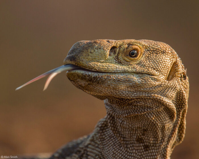 �������� �����