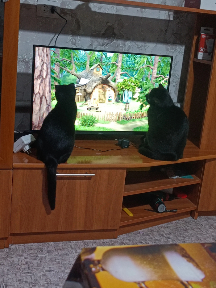 Фото Арины Хафизовой из выка про чёрное котовое: