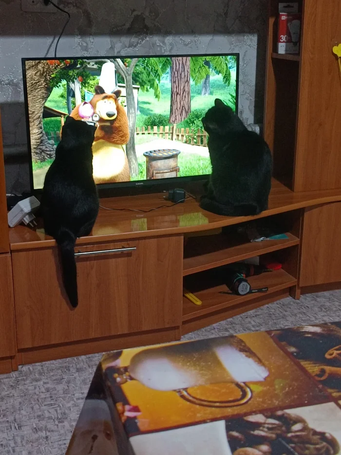 morning begins with... - cat, Pets, TV set, Masha and the Bear, VKontakte (link), Longpost