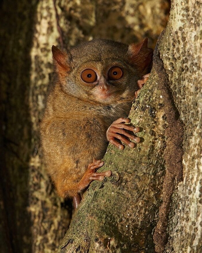 Долгопят-привидение