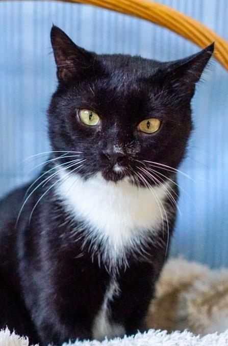 WATSON, the kindest cat looking for a family - My, cat, Fluffy, Animals, Pets, Black cat, Cat lovers, Fat cats, Cat family, Small cats, Helping animals, Homeless animals, Animal shelter, Animal Rescue, Longpost