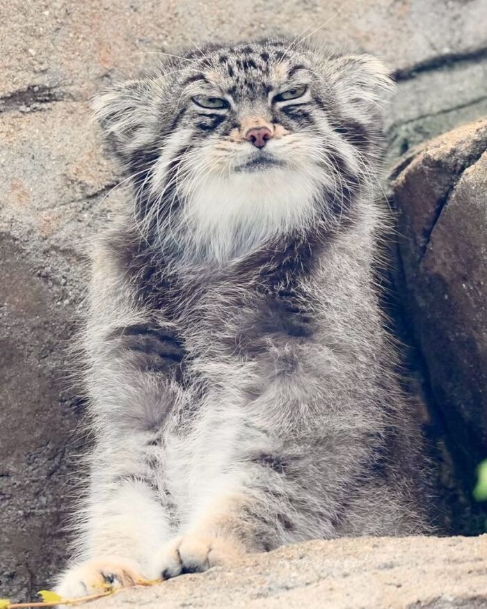 Why was there so little? - Predatory animals, Wild animals, Cat family, Pallas' cat, Zoo, Small cats, The photo