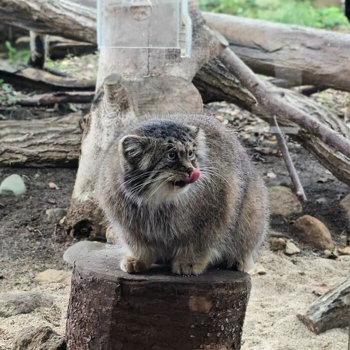 Mmmm... Delicious - Predatory animals, Wild animals, Cat family, Pallas' cat, Zoo, Small cats, The photo