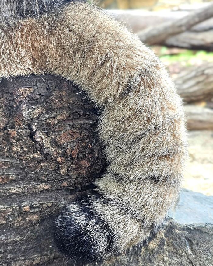 Whose tail? - Predatory animals, Wild animals, Cat family, Pallas' cat, Zoo, Small cats, The photo, Tail