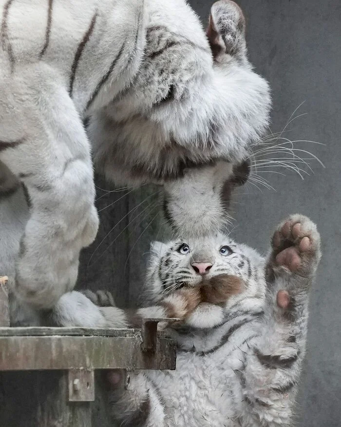 I won't let you in! - Tiger cubs, White tiger, Bengal tiger, Tiger, Big cats, Cat family, Predatory animals, Wild animals, Zoo, Kus, Tail, The photo