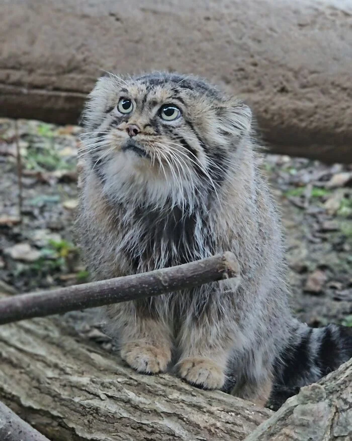 Furry and big-eyed - Predatory animals, Wild animals, Cat family, Pallas' cat, Zoo, Small cats, The photo