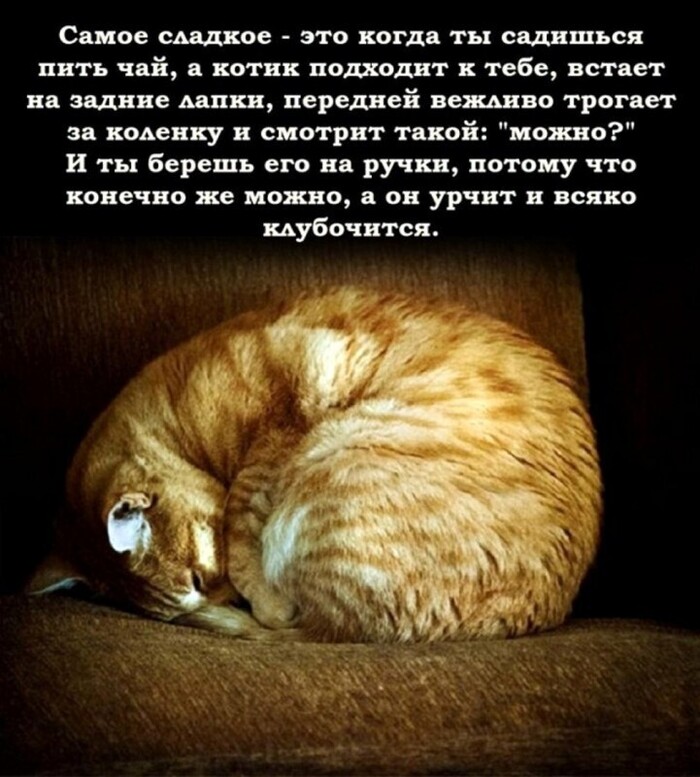 Конечно, котик, можно! - Кот, Милота, Мурчание, Картинка с текстом