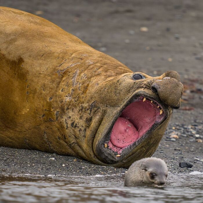 A southern elephant seal pursues a Kerguelen fur seal pup - Young, Fur seal, Elephant seal, Seal, Pinnipeds, Predatory animals, Wild animals, wildlife, South Georgia, The photo