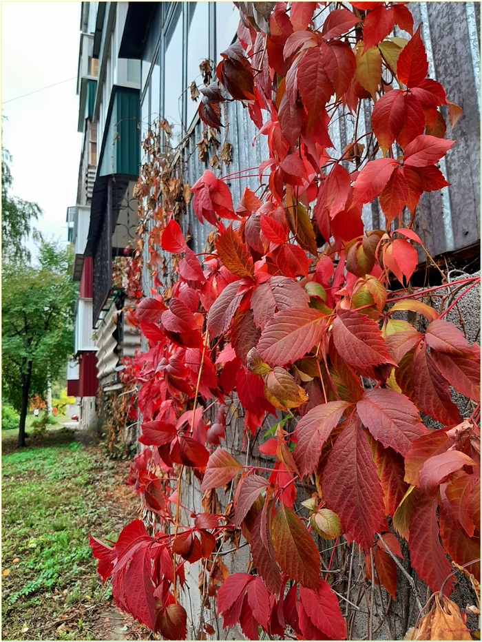 Краски осени