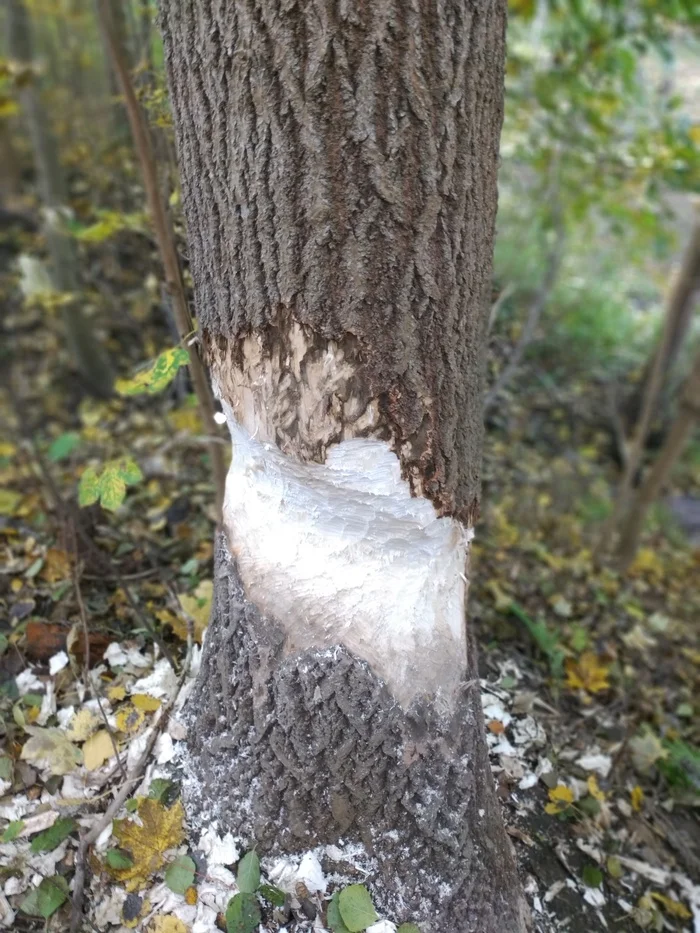 The story of one crime, death for death - My, Nature, Beavers, Hunting, Tree, The photo, Kaliningrad region, Longpost