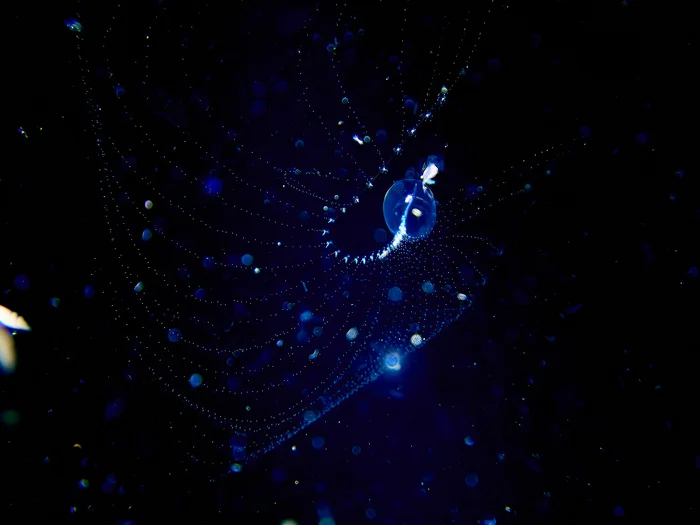 The Kingdom of the Jellyfish. Darkness, depth and fantastic creatures - Biology, Diving, Jellyfish, Nauchpop, Video, Soundless, Longpost