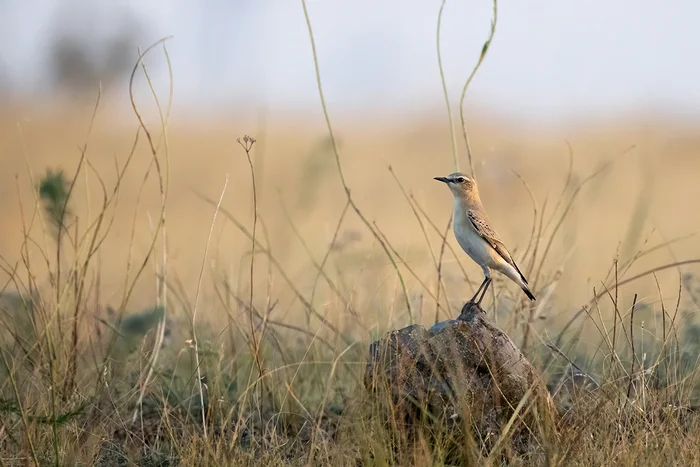 Dancing Stonechat - My, Heater, Ornithology, Bird watching, Photo hunting, Ornithology League, Steppe, Rostov region