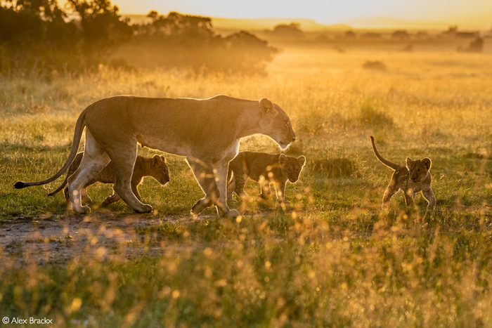 В утреннем свете