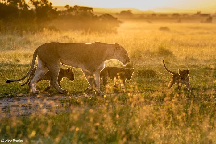 In the morning light - Lion cubs, Lioness, a lion, Big cats, Cat family, Predatory animals, Wild animals, wildlife, Reserves and sanctuaries, Masai Mara, Africa, The photo