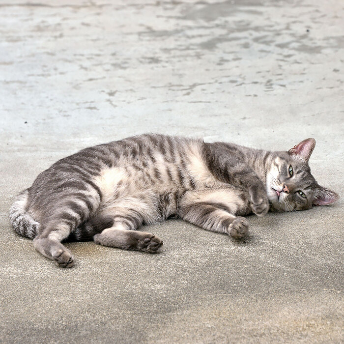 <!--noindex--><a href="https://pikabu.ru/story/povalyatsya_byi_tak_11853800?u=https%3A%2F%2Fx.com%2FKiyochan_Cats%2Fstatus%2F1839843623715913800&t=https%3A%2F%2Fx.com%2FKiyochan_Cats%2Fstatus%2F1839843623715913800&h=48bc777470b016c3a6c8e13cd86f793015bc5e37" title="https://x.com/Kiyochan_Cats/status/1839843623715913800" target="_blank" rel="nofollow noopener">https://x.com/Kiyochan_Cats/status/1839843623715913800</a><!--/noindex-->