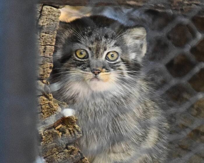 Everyday life of young Kazyavochka - Pallas' cat, Small cats, Cat family, Predatory animals, Wild animals, The photo, Zoo, Young, Video, Vertical video, Facebook (link), Longpost