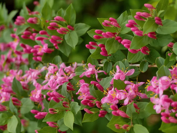 Tatar honeysuckle - My, The photo, 2015, May, Honeysuckle, Plants, Bloom