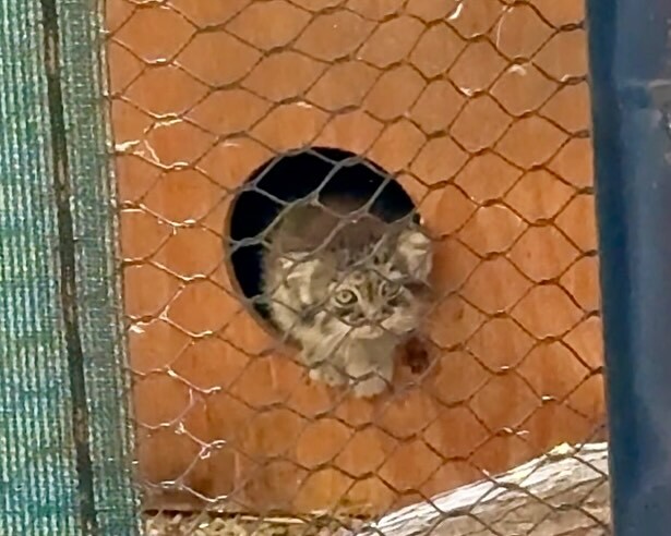 Everyday life of young Kazyavochka - Pallas' cat, Small cats, Cat family, Predatory animals, Wild animals, The photo, Zoo, Young, Video, Vertical video, Facebook (link), Longpost