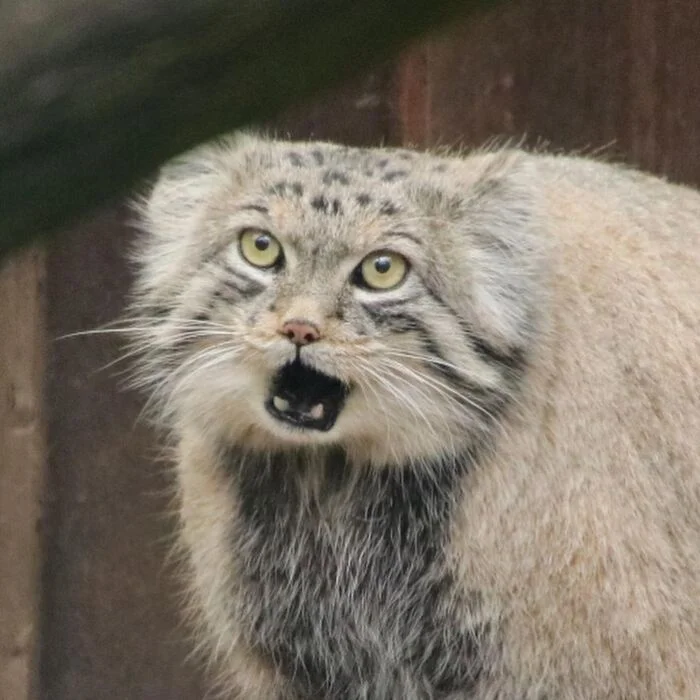 Simple-minded Mars and stern Altani - Pallas' cat, Small cats, Cat family, Predatory animals, Wild animals, Instagram (link), Longpost