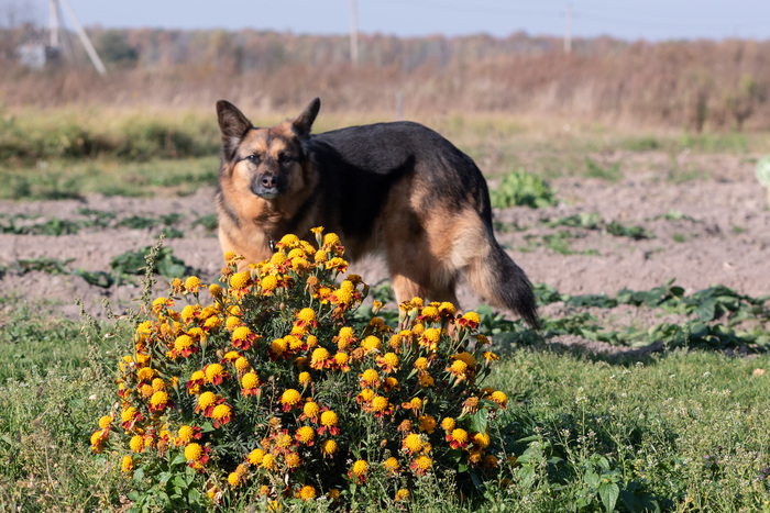Койот Дэя и парагвайский ландшафт