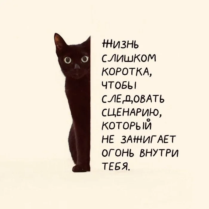 Life is too short to - Psychology, Психолог, Therapy, Difficult choice, Confidence, Memes, Picture with text, cat, Telegram (link), A life, Scenario, Motivator