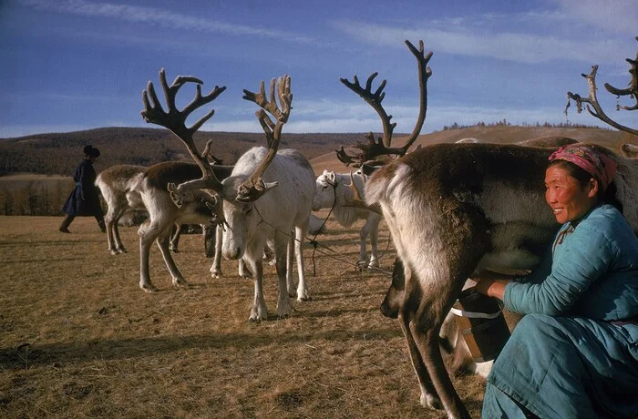 Milking / doe - Milk, Deer, Longpost