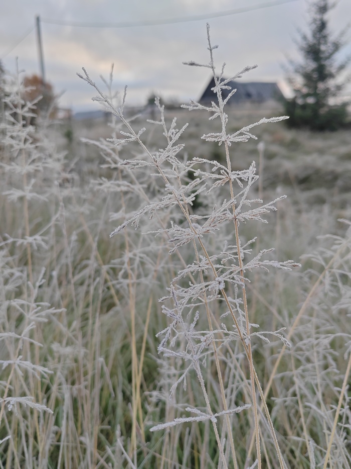А по утрам уже иней.