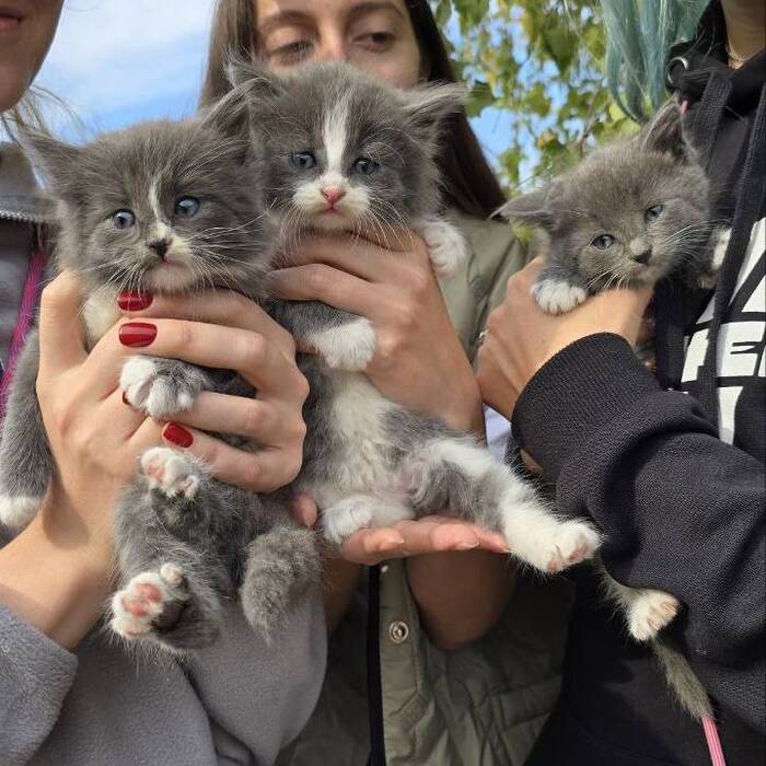 Брошенные умирать - Без рейтинга, Кот, Котята, В добрые руки, Спасение, Передержка, Москва, Московская область, Лига Добра, Бездомные животные, Видео, Вертикальное видео, Длиннопост