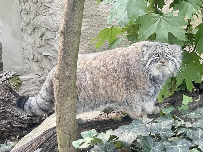 Goddess of fate from the Czech Republic - Pallas' cat, Small cats, Cat family, Predatory animals, Wild animals, The photo, Zoo, Video, Soundless