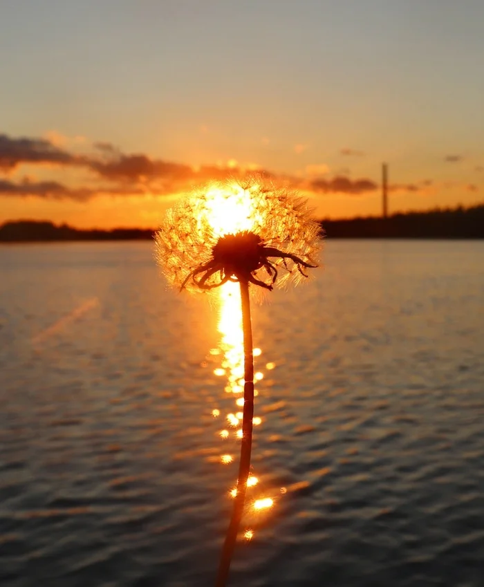 The World Through Mom's Lens. A Collection of Photos Beauty in the Little Things - My, beauty, Macro photography, Summer, Poodle, The photo, Drops, Longpost