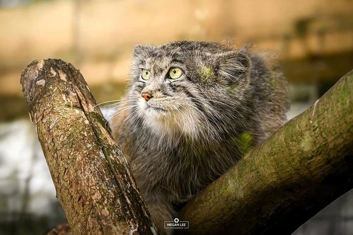 Handsome - Wild animals, Predatory animals, Pallas' cat, Cat family, Small cats, The photo, Zoo, Instagram (link)