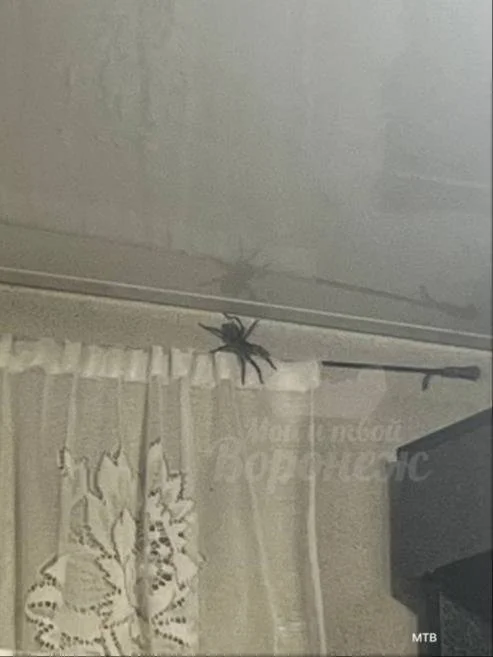 Giant Spider Crawls into Private House in Voronezh - Survey, Spider, Voronezh, Telegram (link), Arthropods